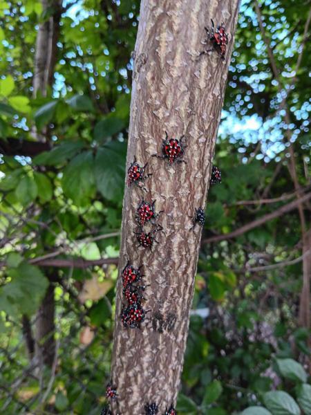 Spotted Lanternflies on tree